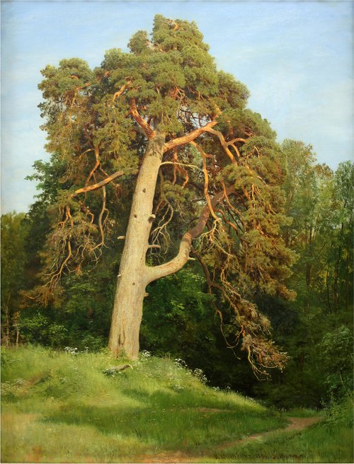 Pine. Merikul, 1894, Ivan Chichkine