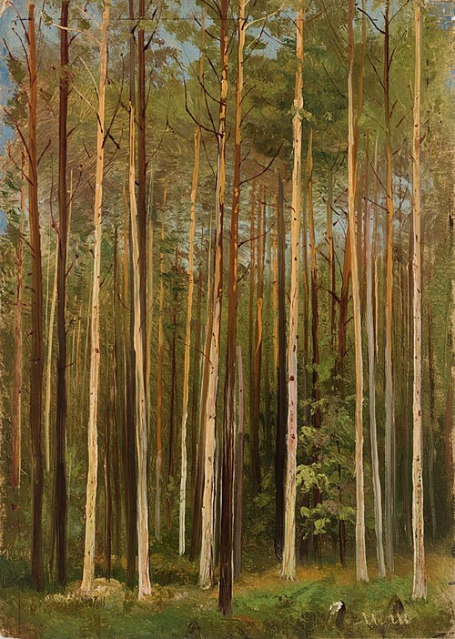 Forest. Study, 1900, Ivan Chichkine