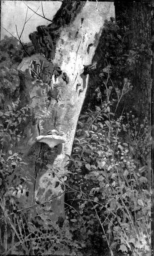 Detail of a Forest, 1900, Ivan Chichkine
