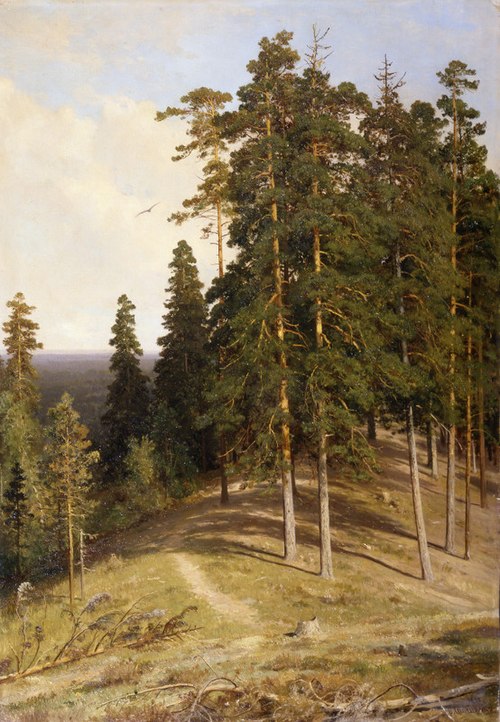 Лес с горы, 1895, Ivan Chichkine