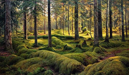 Woodland cemetery, 1893, Ivan Chichkine