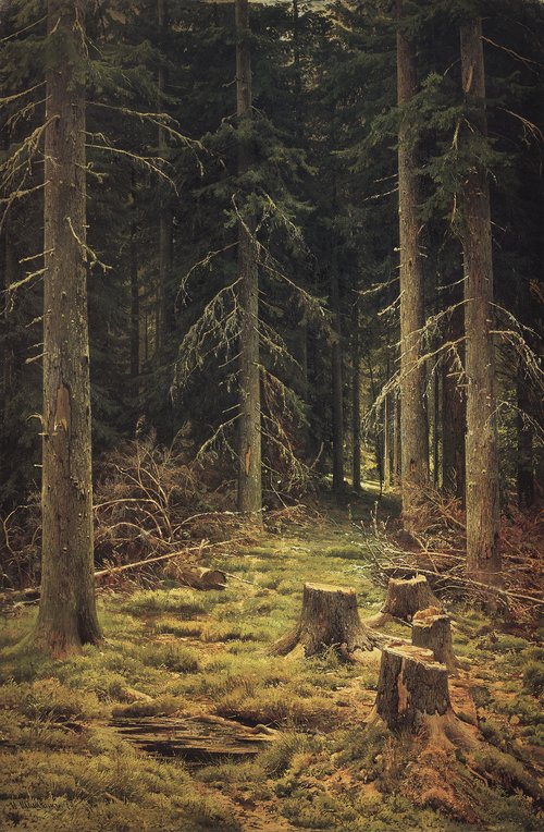 Coniferous forest, 1873, Ivan Chichkine