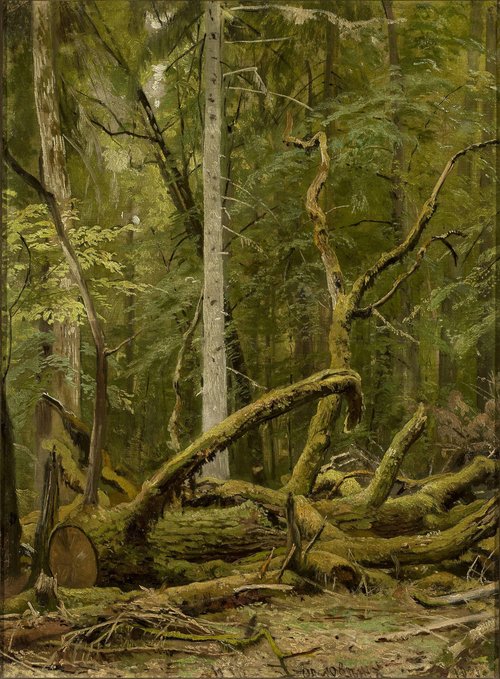 Sawn oak, 1890, Ivan Chichkine