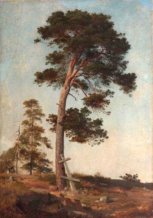 A Pine on Valaam. Study, 1858, Ivan Chichkine