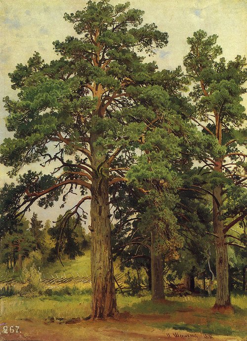 A Pine Unlit by the Sun. Meri-Hovi. Study, 1890, Ivan Shishkin