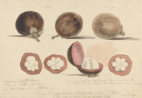 The Mangosteen Fruit, Malacca, 1793, Samuel Davis
