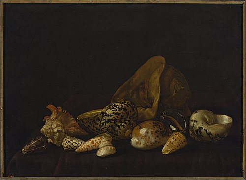 Les coquillages., 1690, Abraham van Calraet