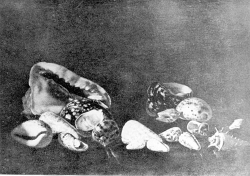 Shells on a sapphire-blue tapestry., 1690, Abraham van Calraet