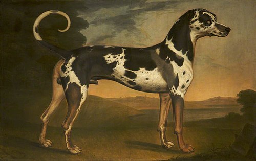 A Great Dane, called 'Turpin', 1778, Thomas Stringer