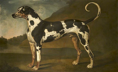 A Great Dane, called 'Turpin', 1778, Thomas Stringer