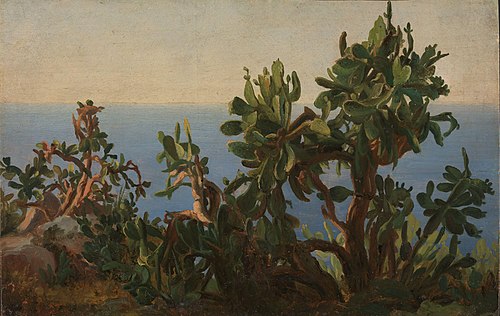 Study of Cactus, 1834, Thomas Fearnley