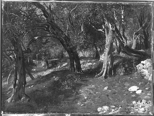 Olivenbäume bei Torbole, 1880, Hermann Hartwich