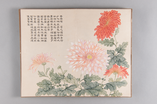 弘旿洋菊图册, , Hongwu