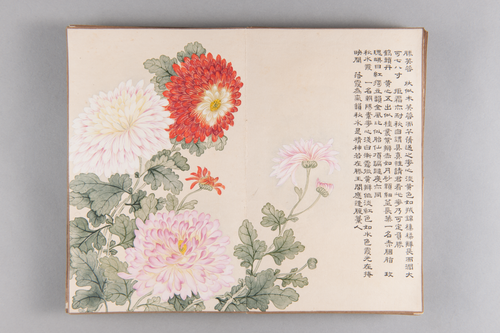 弘旿洋菊图册, , Hongwu