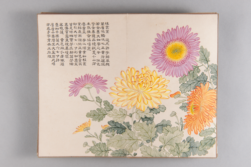 弘旿洋菊图册, , Hongwu
