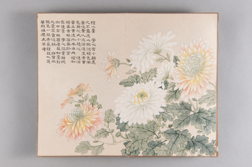 弘旿洋菊图册, , Hongwu