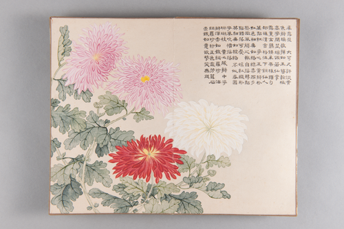 弘旿洋菊图册, , Hongwu