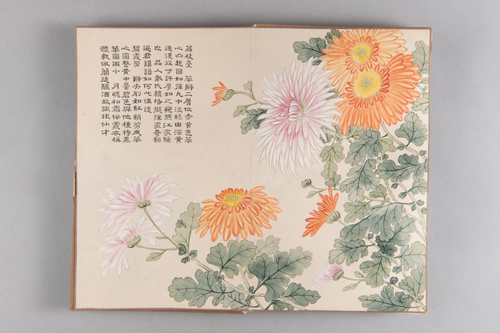 弘旿洋菊图册, , Hongwu