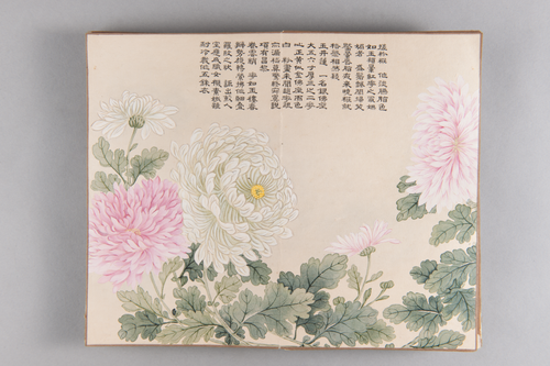 弘旿洋菊图册, , Hongwu