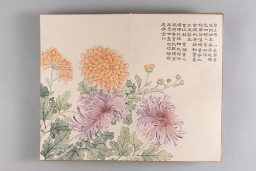 弘旿洋菊图册, , Hongwu