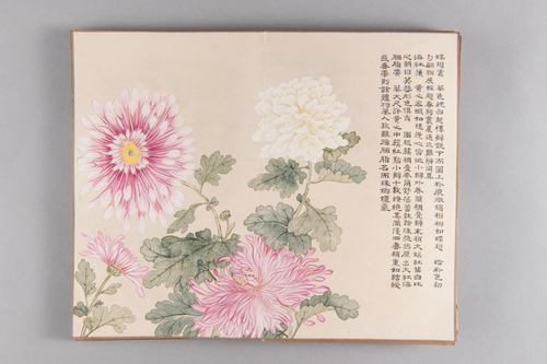 弘旿洋菊图册, , Hongwu