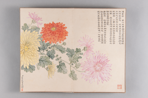 弘旿洋菊图册, , Hongwu