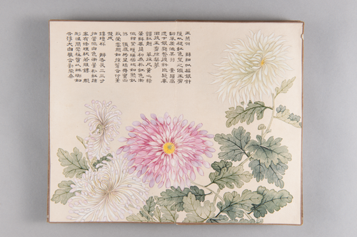 弘旿洋菊图册, , Hongwu