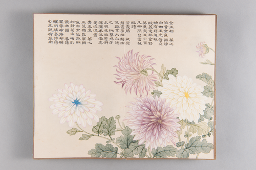 弘旿洋菊图册, , Hongwu
