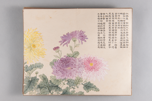 弘旿洋菊图册, , Hongwu