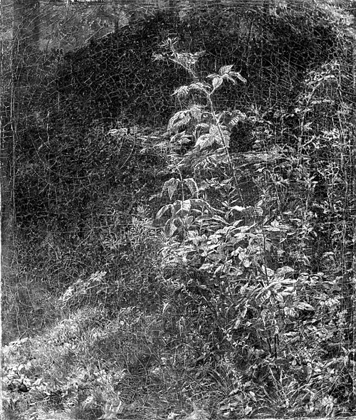 Blackberry Bush, 1858, William Trost Richards