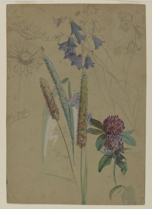 Flower Study, 1860, William Trost Richards
