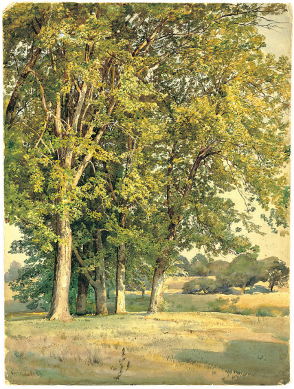 Maples in Chester County, Pennsylvania, 1889, William Trost Richards