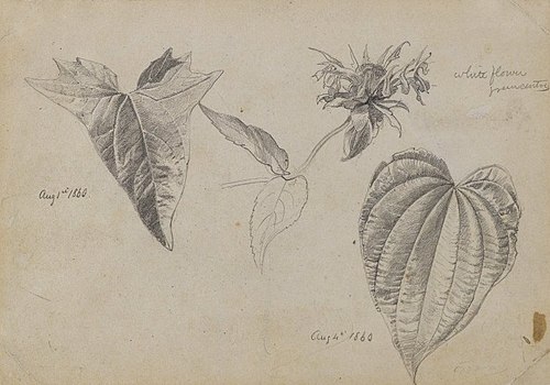 Plant Study, 1860, William Trost Richards