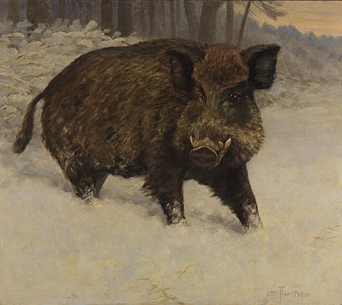 Keiler im Schnee, , Otto Fikentscher