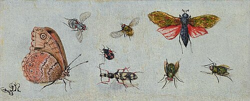 Zwei Insektenstudien. 2 Schmetterlinge und 6 Insekten, , Magdalena van der Hecken