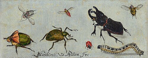 Zwei Insektenstudien. 8 Insekten, , Magdalena van der Hecken