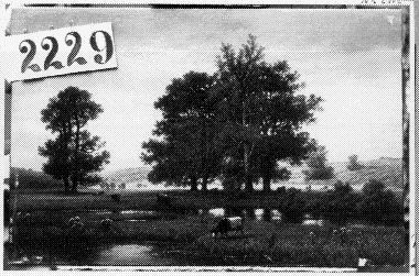 Glooiend landschap met bomen en koeien bij plas, 1870, Joseph Van Luppen