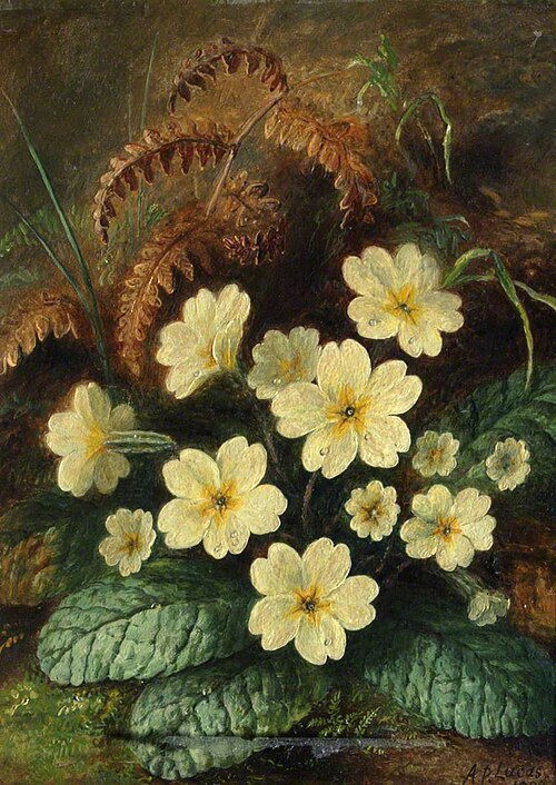Primroses, , Albert Dürer Lucas