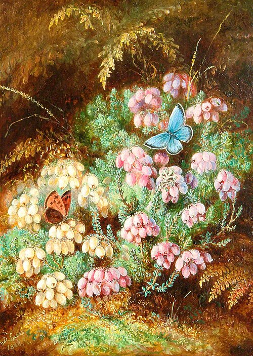 Heather, , Albert Dürer Lucas