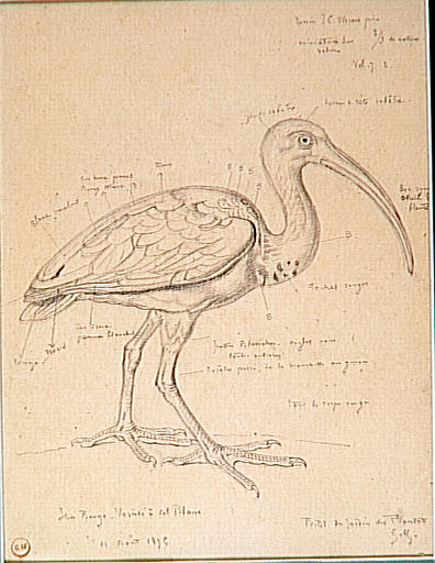 Study of a red ibis, 1900, Gustave Moreau