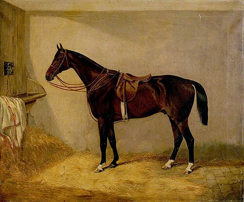 Portrait of the Horse, Which Belonged to Major Burton at the Balaklava Charge, , Thomas Walker Bretland