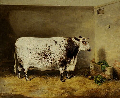 A Prize Shorthorn Cow, 1861, Thomas W. Bretland