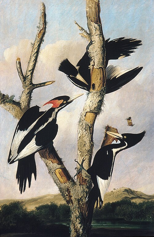 Ivory-billed Woodpeckers, 1830, Joseph Bartholomew Kidd