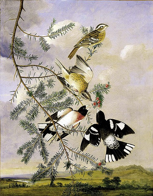 Rose-Breasted Grosbeak, 1847, Joseph Bartholomew Kidd
