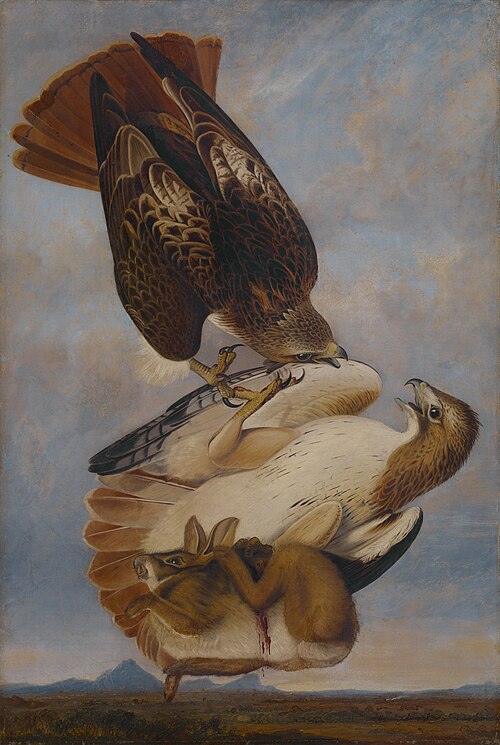 Red Tailed Hawk, 1831, Joseph Bartholomew Kidd