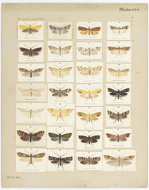 Plate XXX. The butterflies and moths of New Zealand. 1992-0035-2321, 1927, George Vernon Hudson