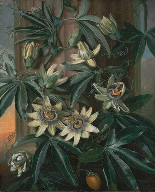 The Blue Passion Flower, for Robert John Thornton’s Temple of Flora (London, 1799–1812), 1800, Philip Reinagle