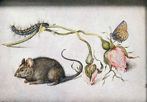 Une souris et une rose, 1605, Jan Brueghel l'Ancien