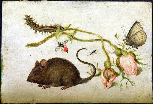 Une souris et une rose, 1605, Jan Brueghel l'Ancien