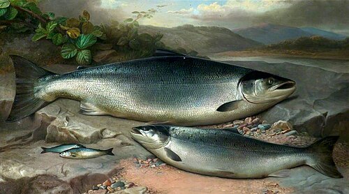 Salmon, 1887, John Bucknell Russell